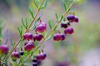  مرکبات -  سدابیان -  مرکبات